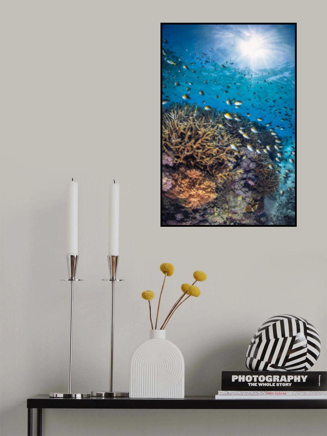 The damselfish against the light Poster och Canvastavla