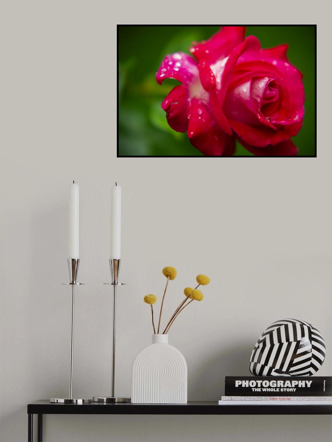 pink rose Poster och Canvastavla