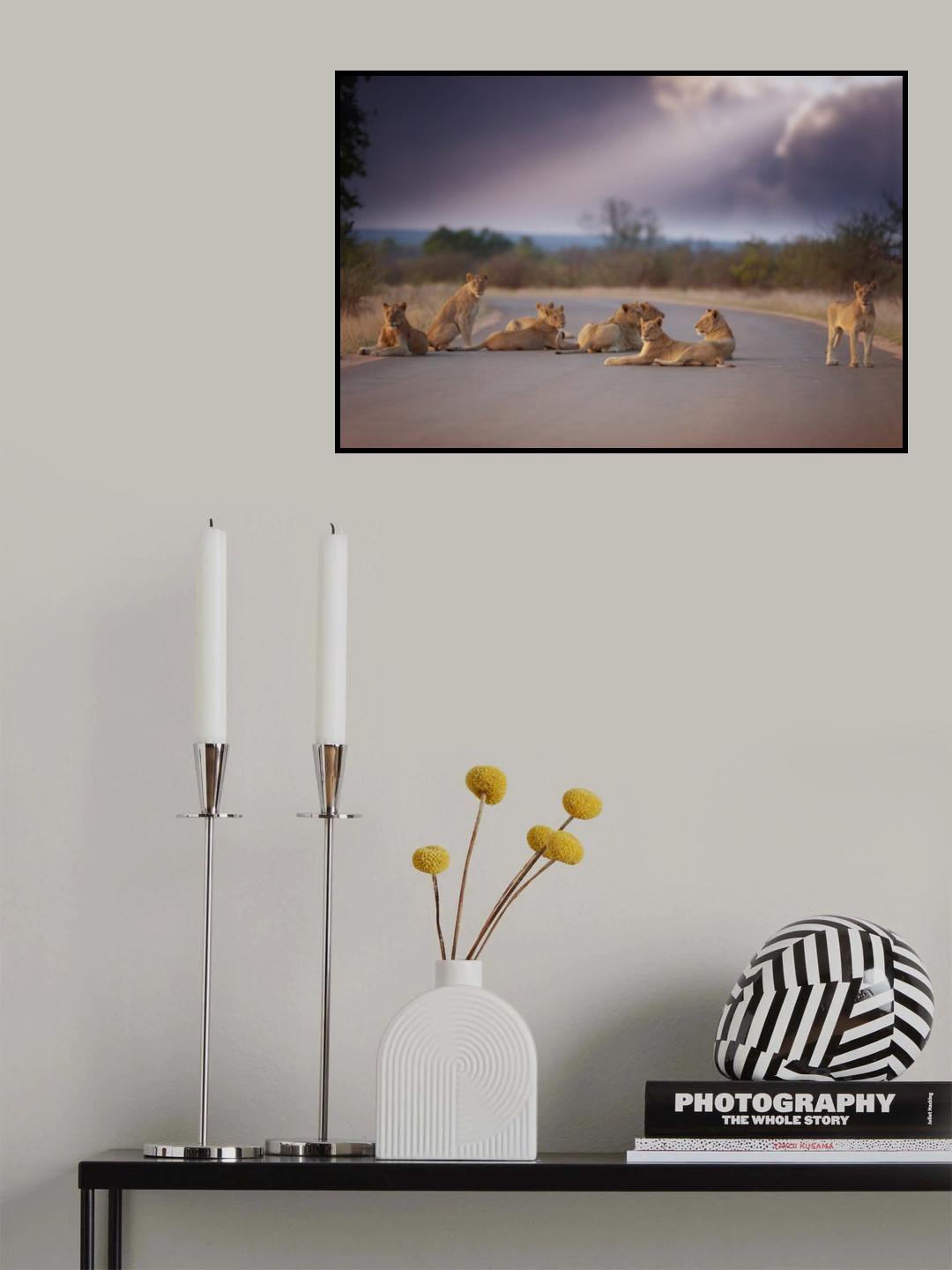 Lion Pride Poster och Canvastavla