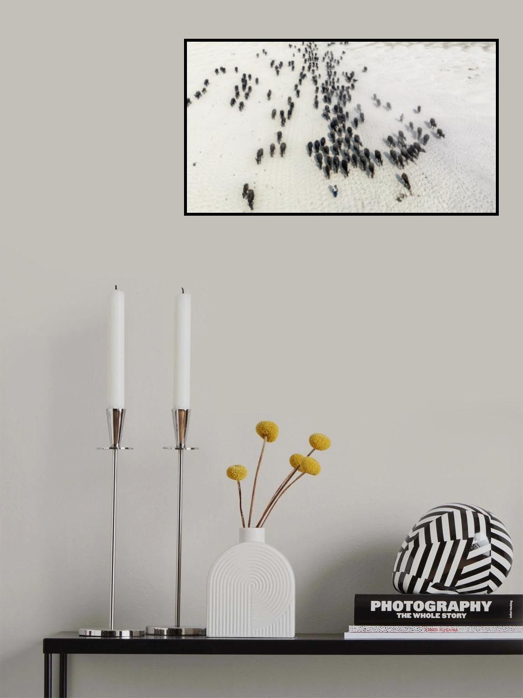 Buffalos Poster och Canvastavla