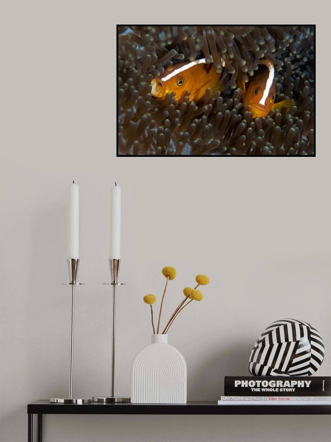 Skunk Anemone Fish Poster och Canvastavla