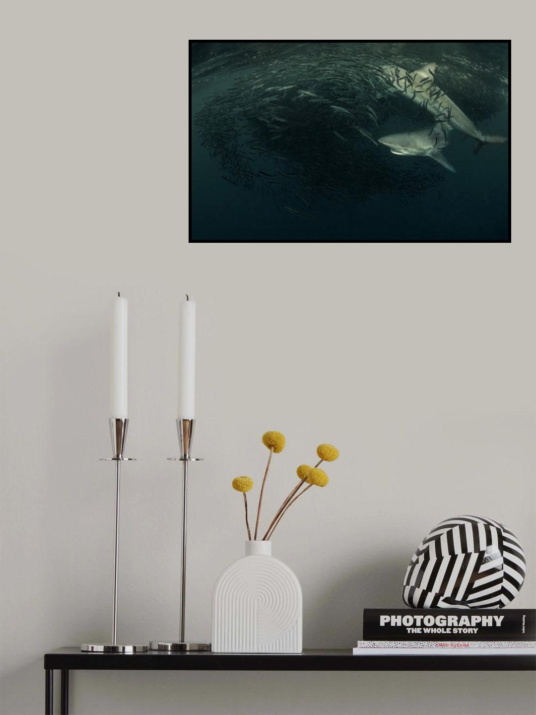 Sharks attack Bait-ball Poster och Canvastavla