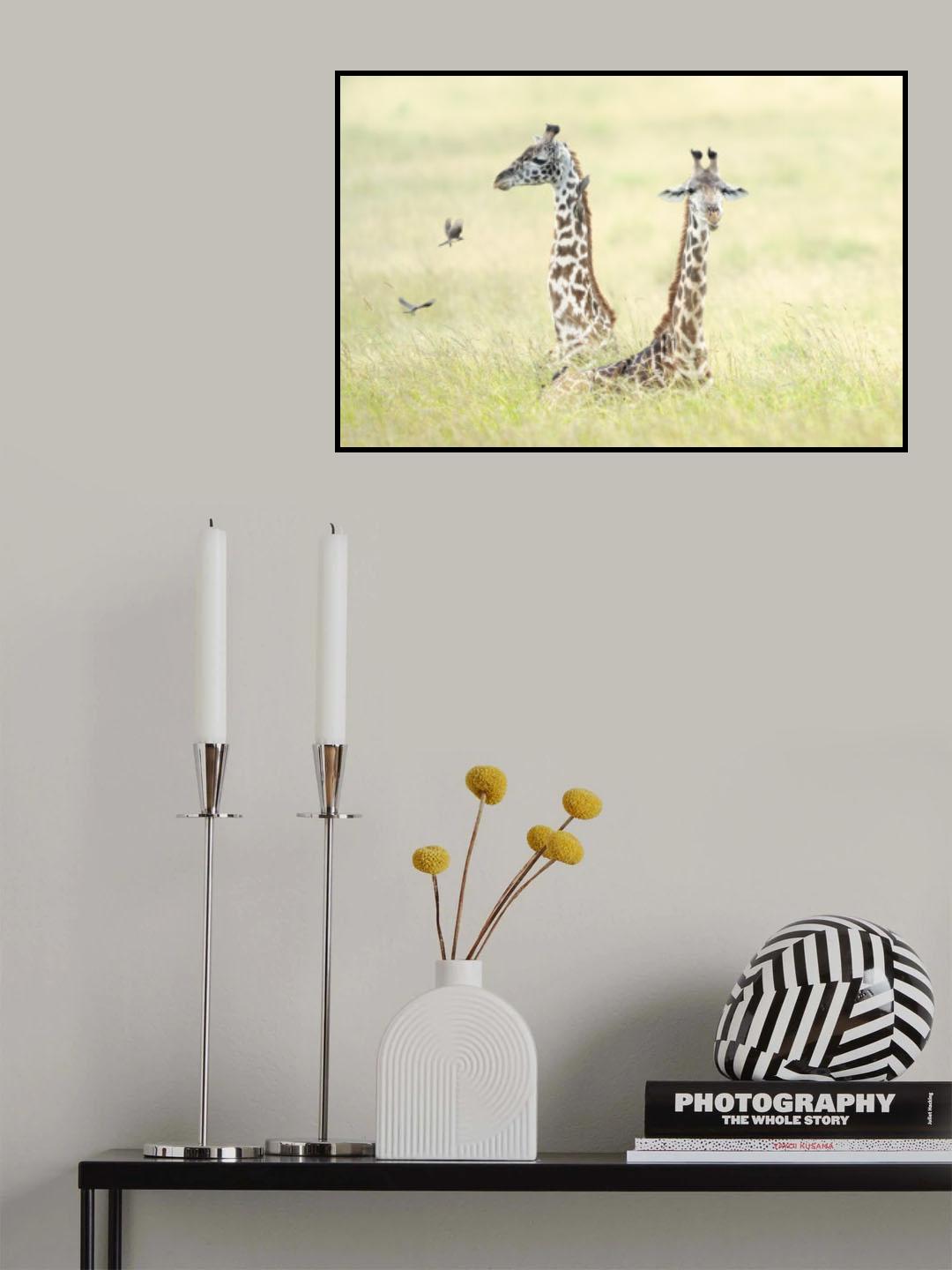 Giraffes in Masai Mara Poster och Canvastavla