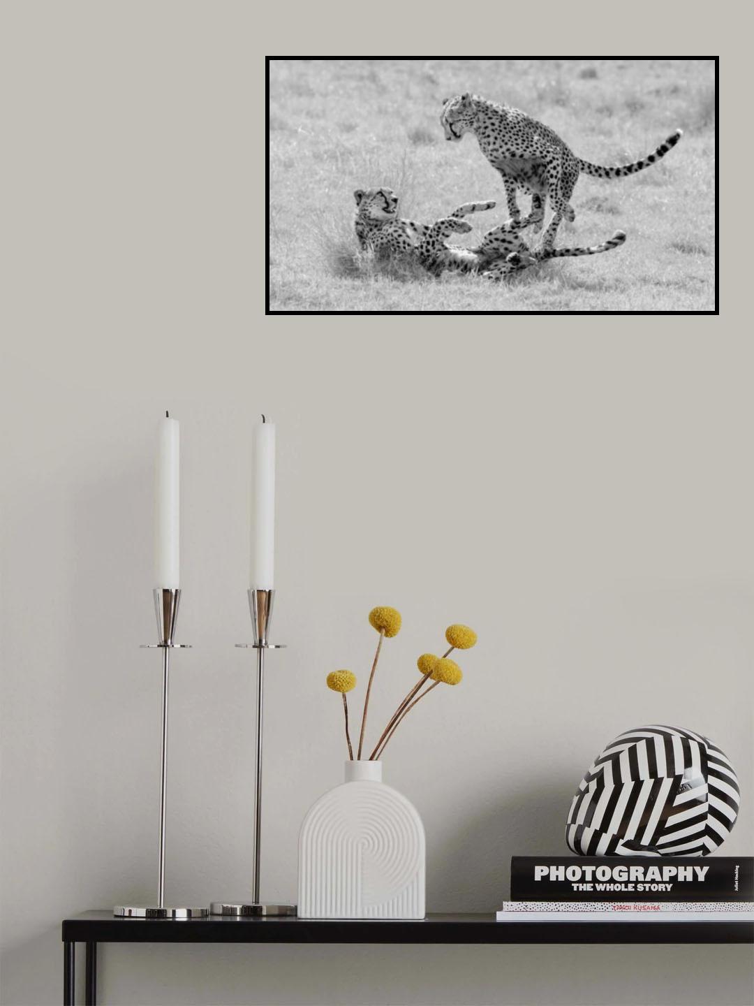 Cheetah play time Poster och Canvastavla