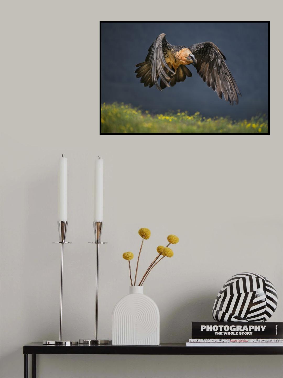 Bearded vulture Poster och Canvastavla