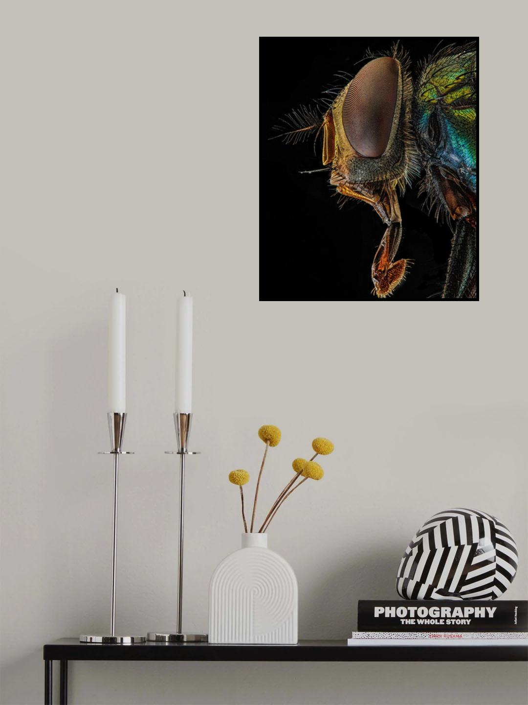 Lucilia sericata Poster och Canvastavla