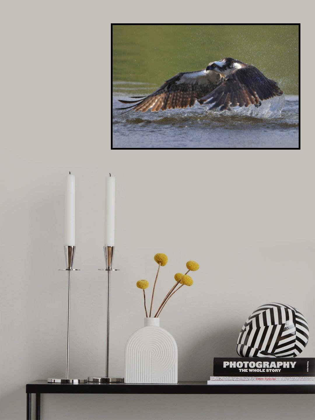 Osprey in hunting Poster och Canvastavla