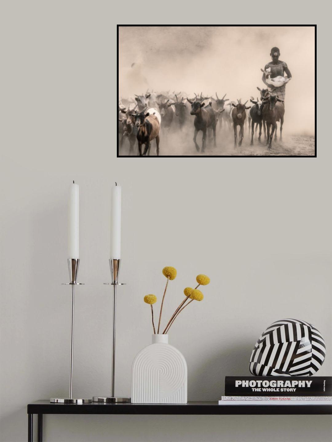 Kara herder Poster och Canvastavla