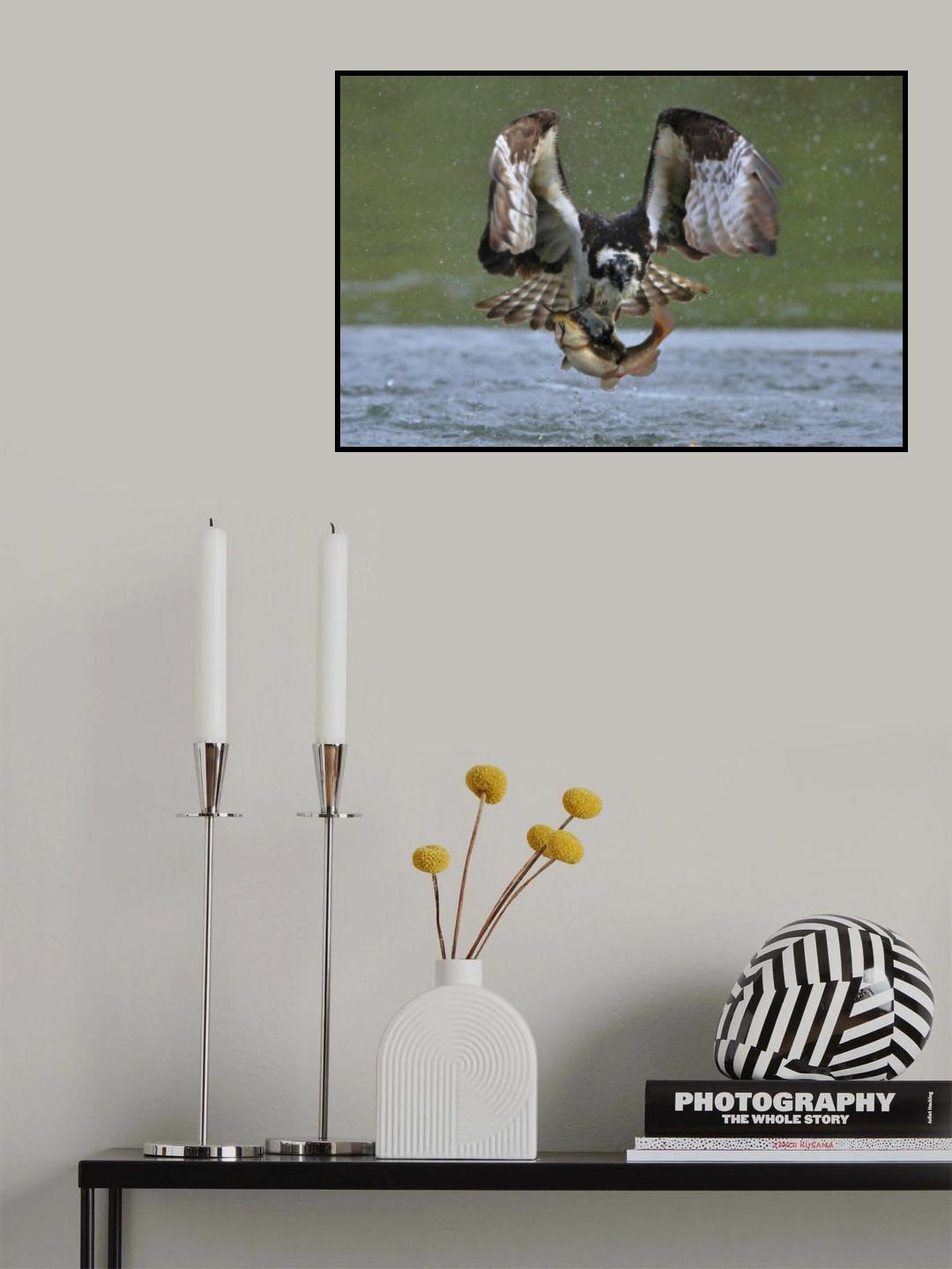 Osprey in hunting Poster och Canvastavla