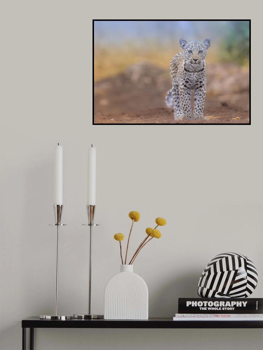 Baby Leopard with blue eyes Poster och Canvastavla