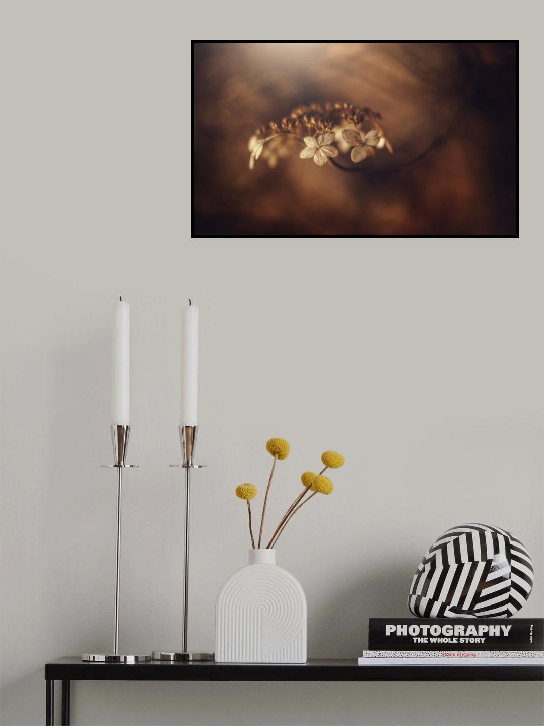 Withe hydrangea Poster och Canvastavla
