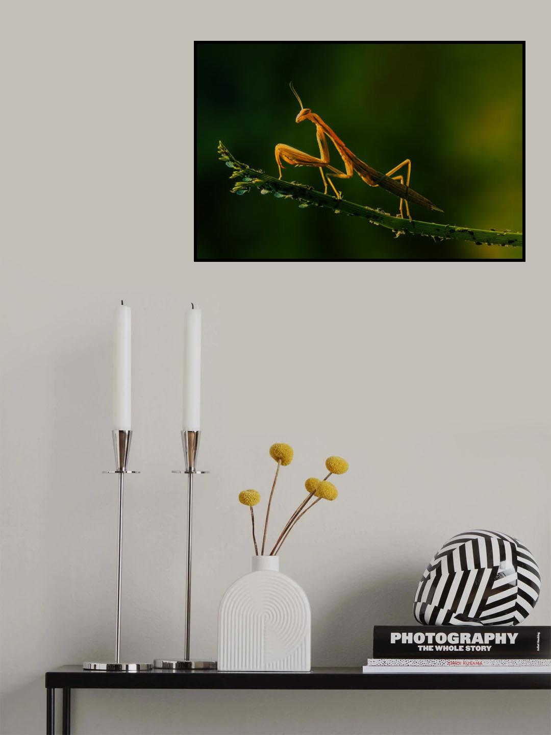 Mantis and aphids Poster och Canvastavla