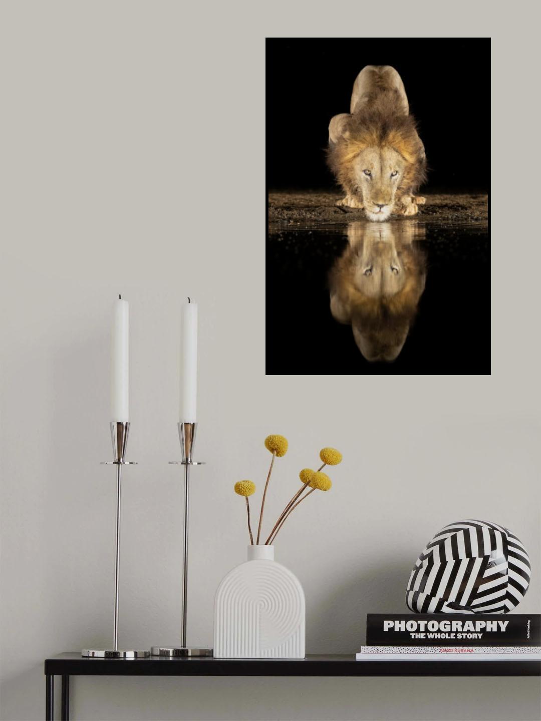 Lion drinking at night Poster och Canvastavla