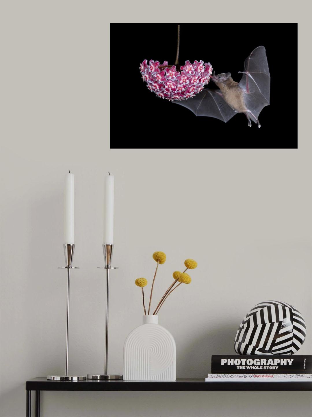 Bat Eating From Flower Poster och Canvastavla