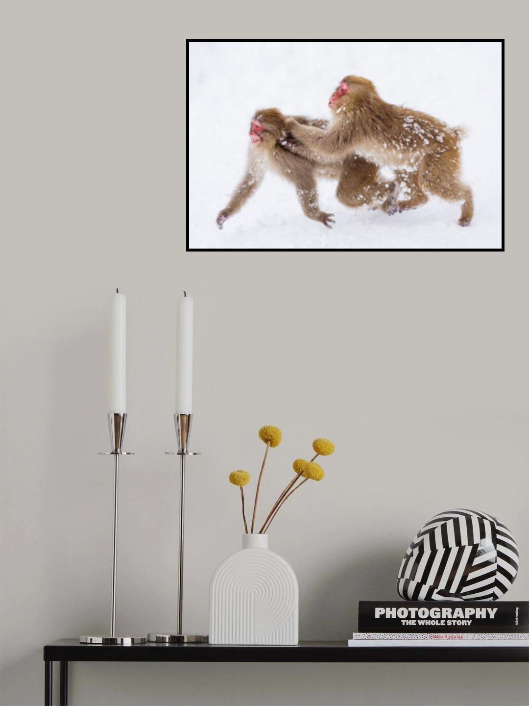 Snow Monkey, playing Poster och Canvastavla