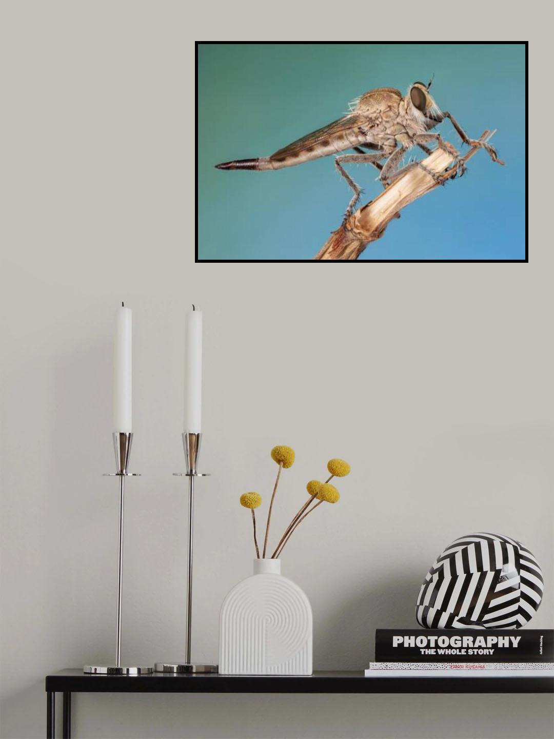 robber fly Poster och Canvastavla