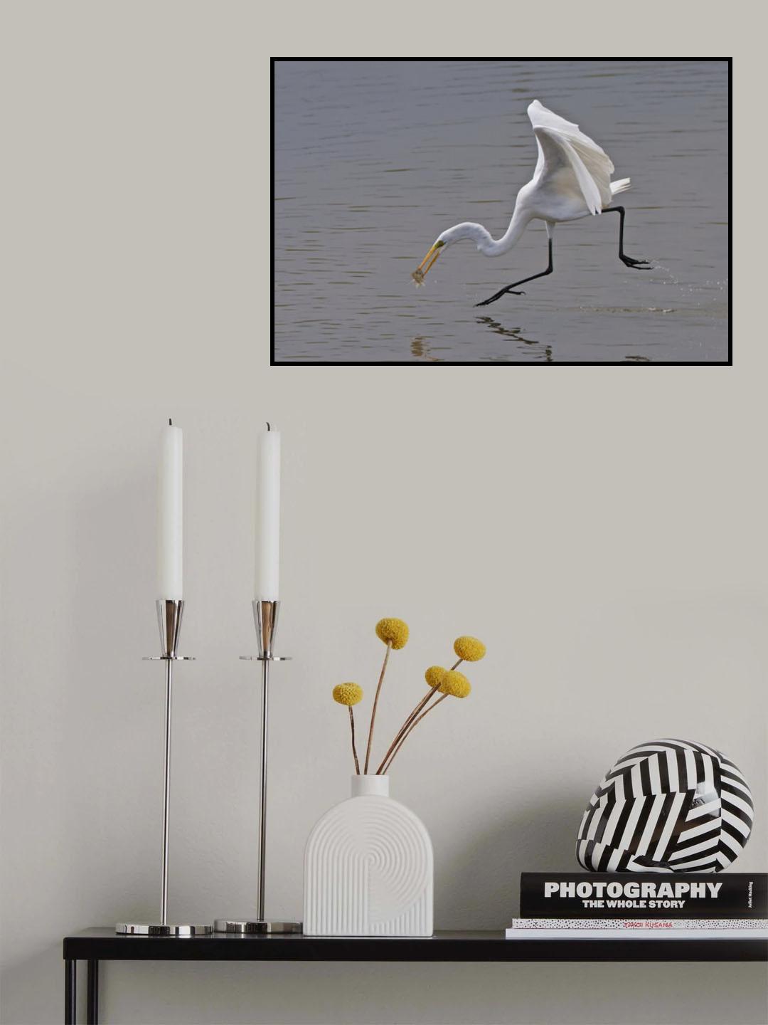 Great Egret Poster och Canvastavla