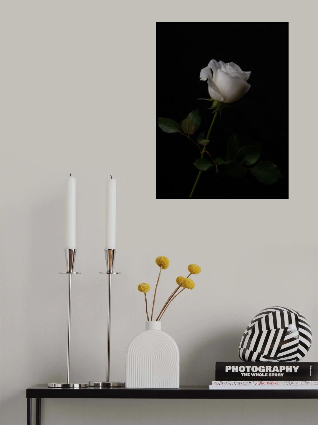 white rose Poster och Canvastavla