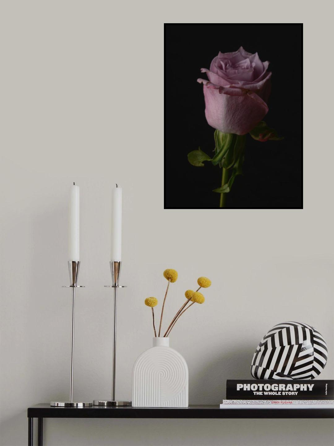 Pink Rose Poster och Canvastavla