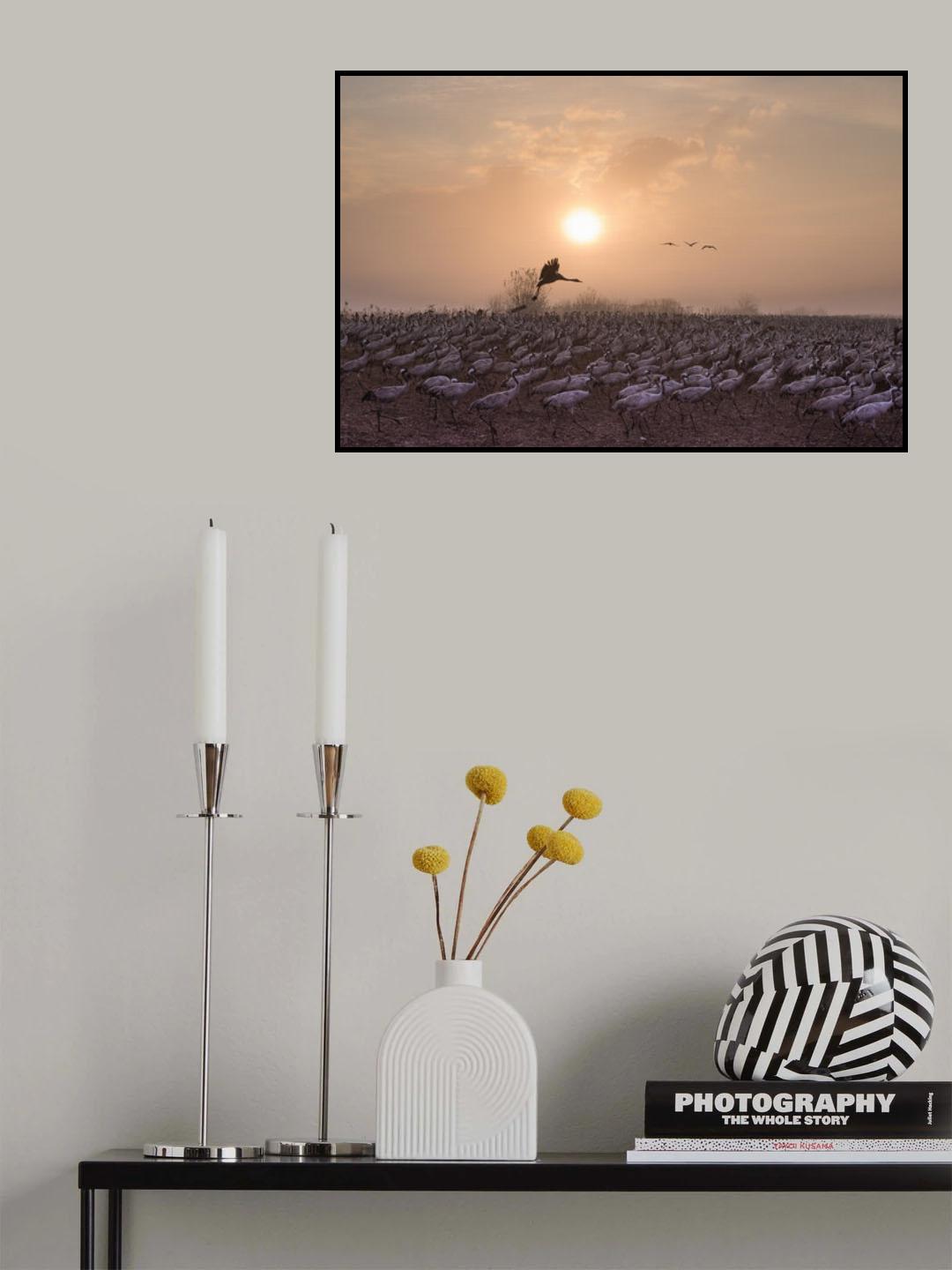 Cranes at Sunrise Poster och Canvastavla