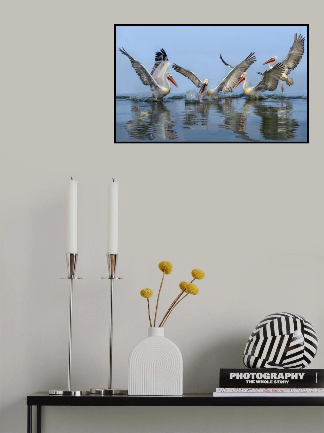 Dalmatian pelicans fishing Poster och Canvastavla