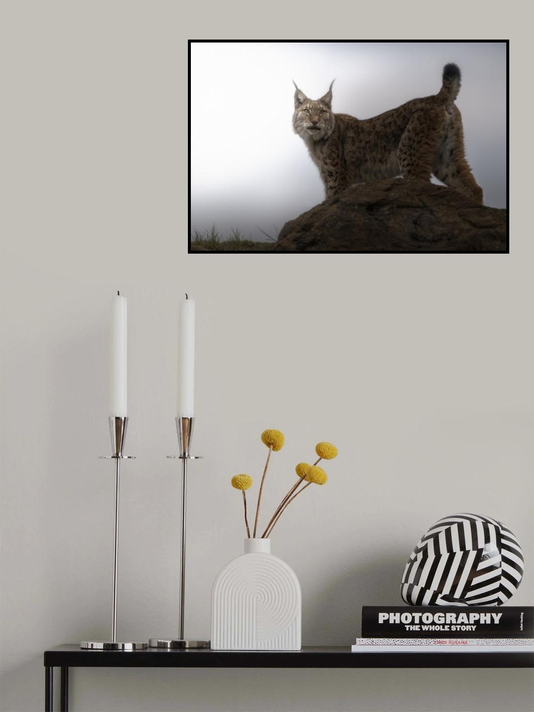 Lynx in the mist. Poster och Canvastavla