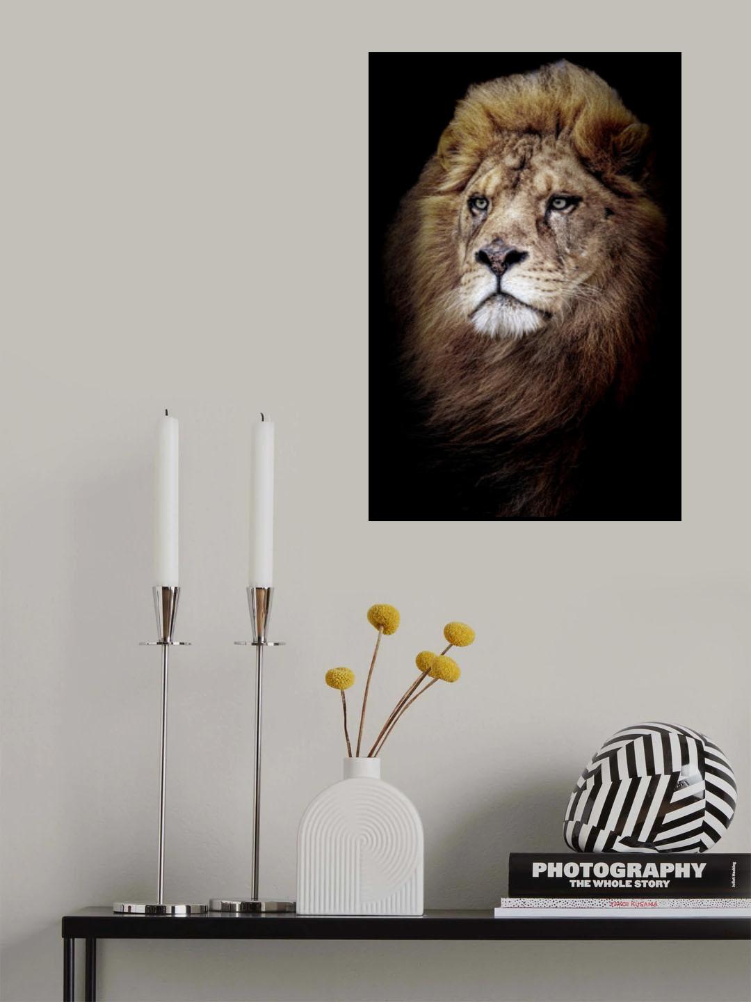 Zampa Poster och Canvastavla