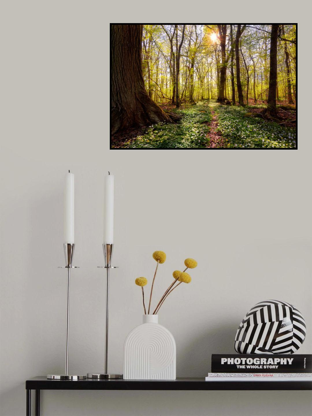 Spring in the beech forest Poster och Canvastavla
