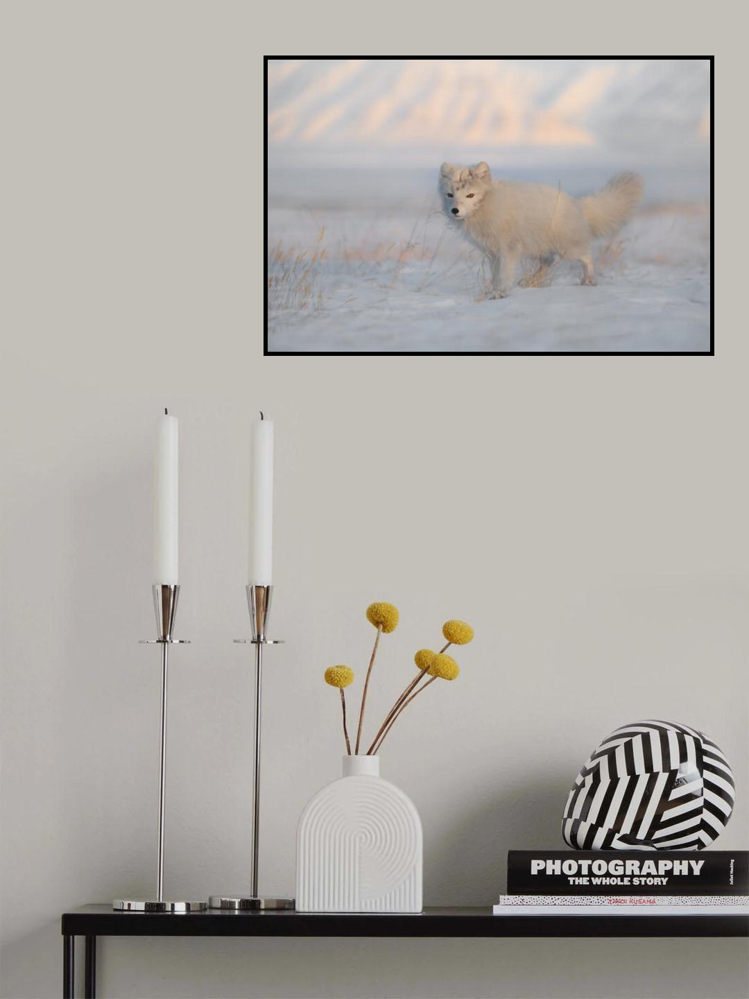 Arctic Fox Poster och Canvastavla