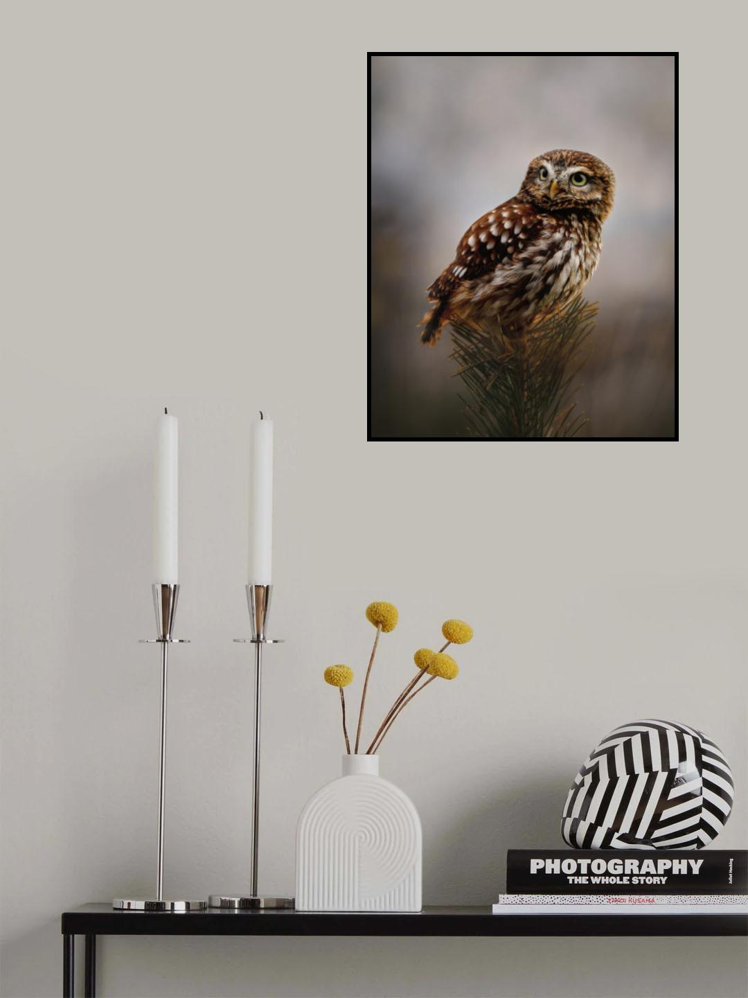 Morning with owl Poster och Canvastavla
