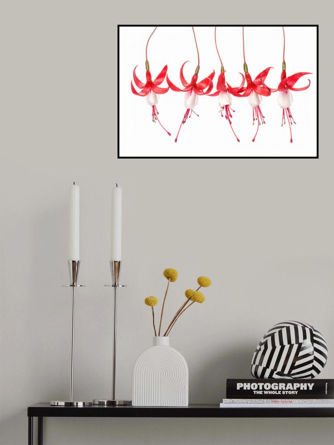 Fuchsia Poster och Canvastavla