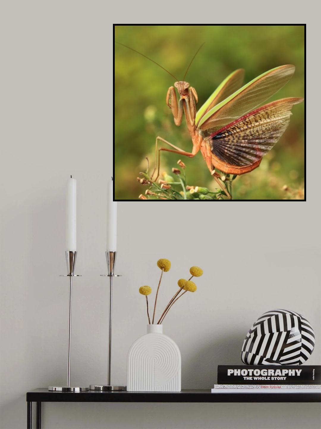 The mantis spreads its tail Poster och Canvastavla