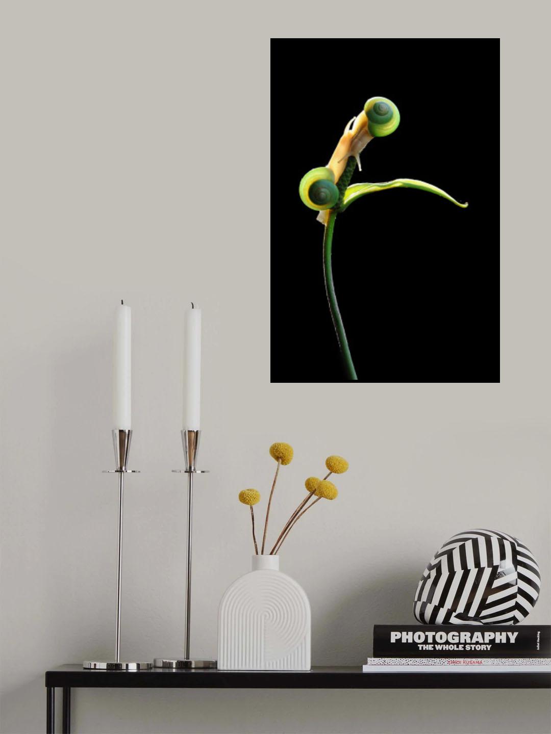Dua Sedjoli Poster och Canvastavla