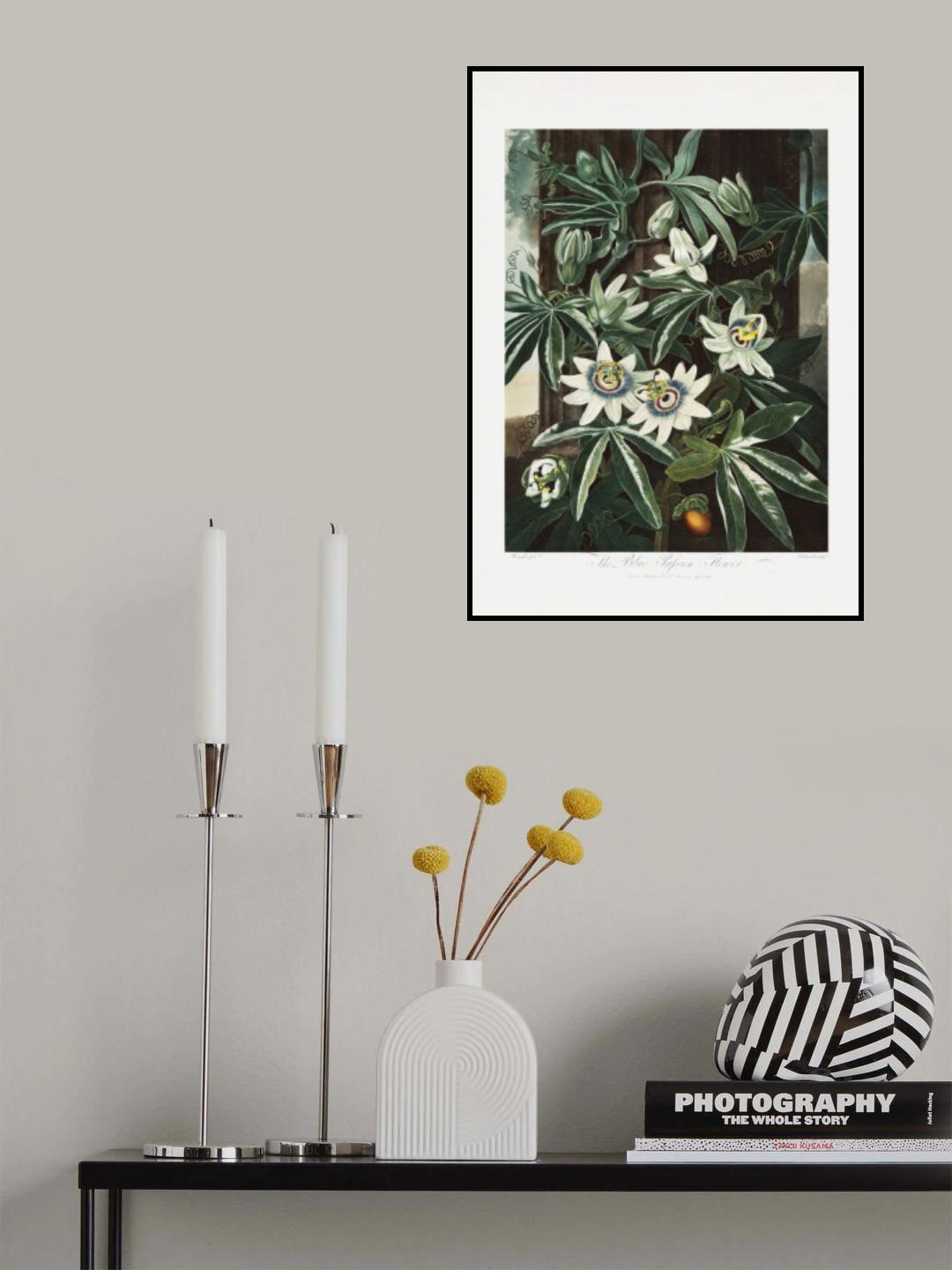 The Passiflora Cerulea from The Temple of Flora (1807) Poster och Canvastavla