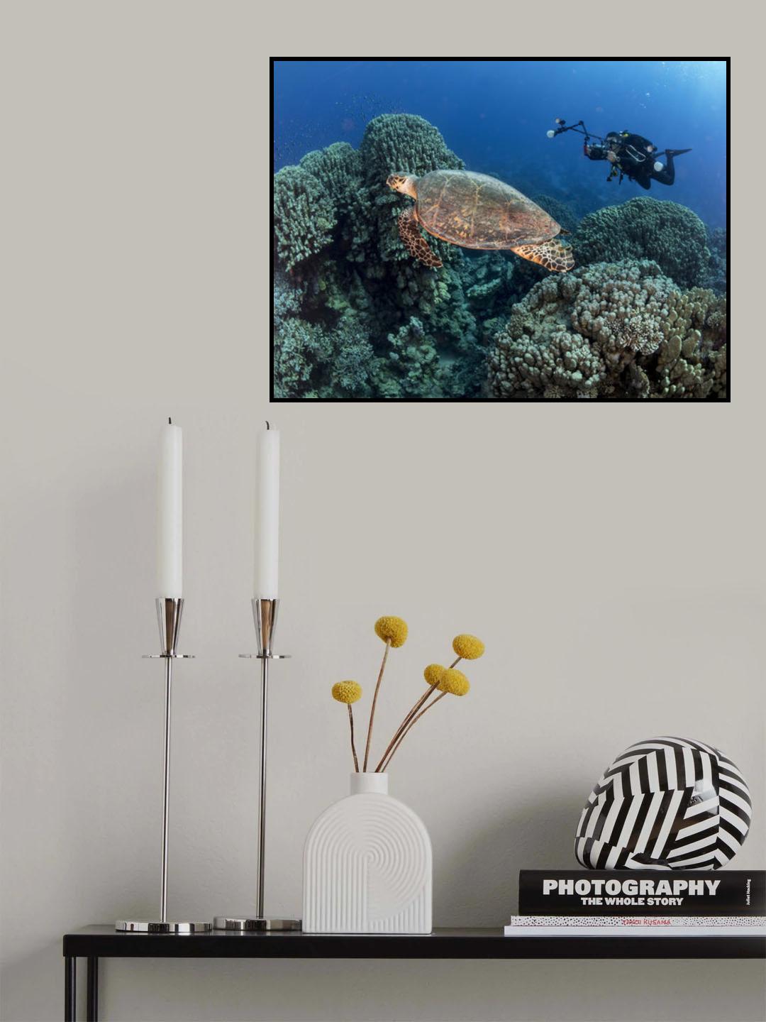 Turtle and a photographer Poster och Canvastavla