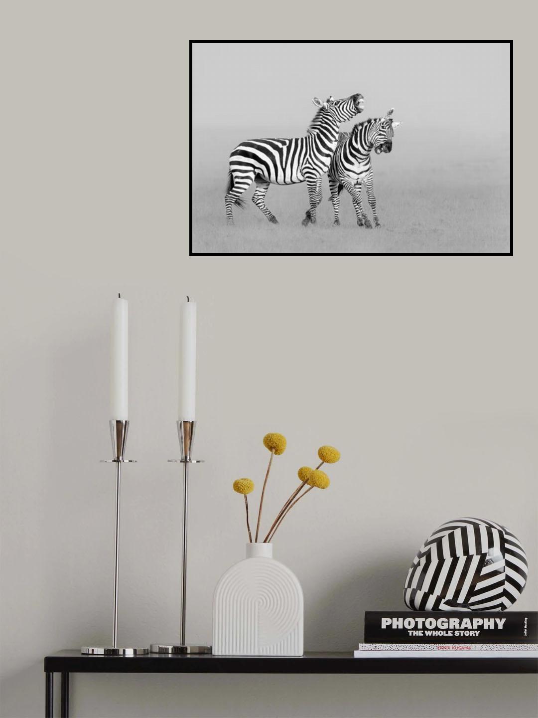 Zebras Poster och Canvastavla
