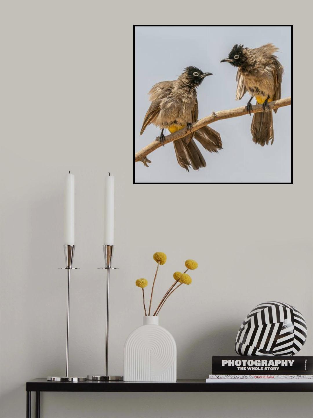 Mischievous birds Poster och Canvastavla