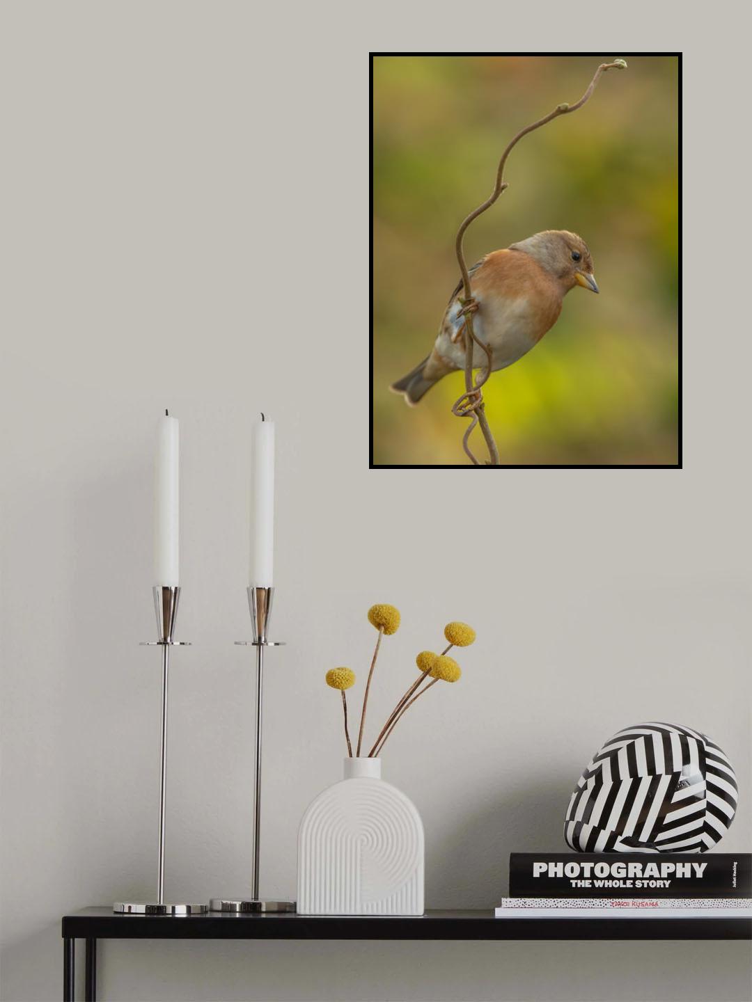 brambling in colors Poster och Canvastavla