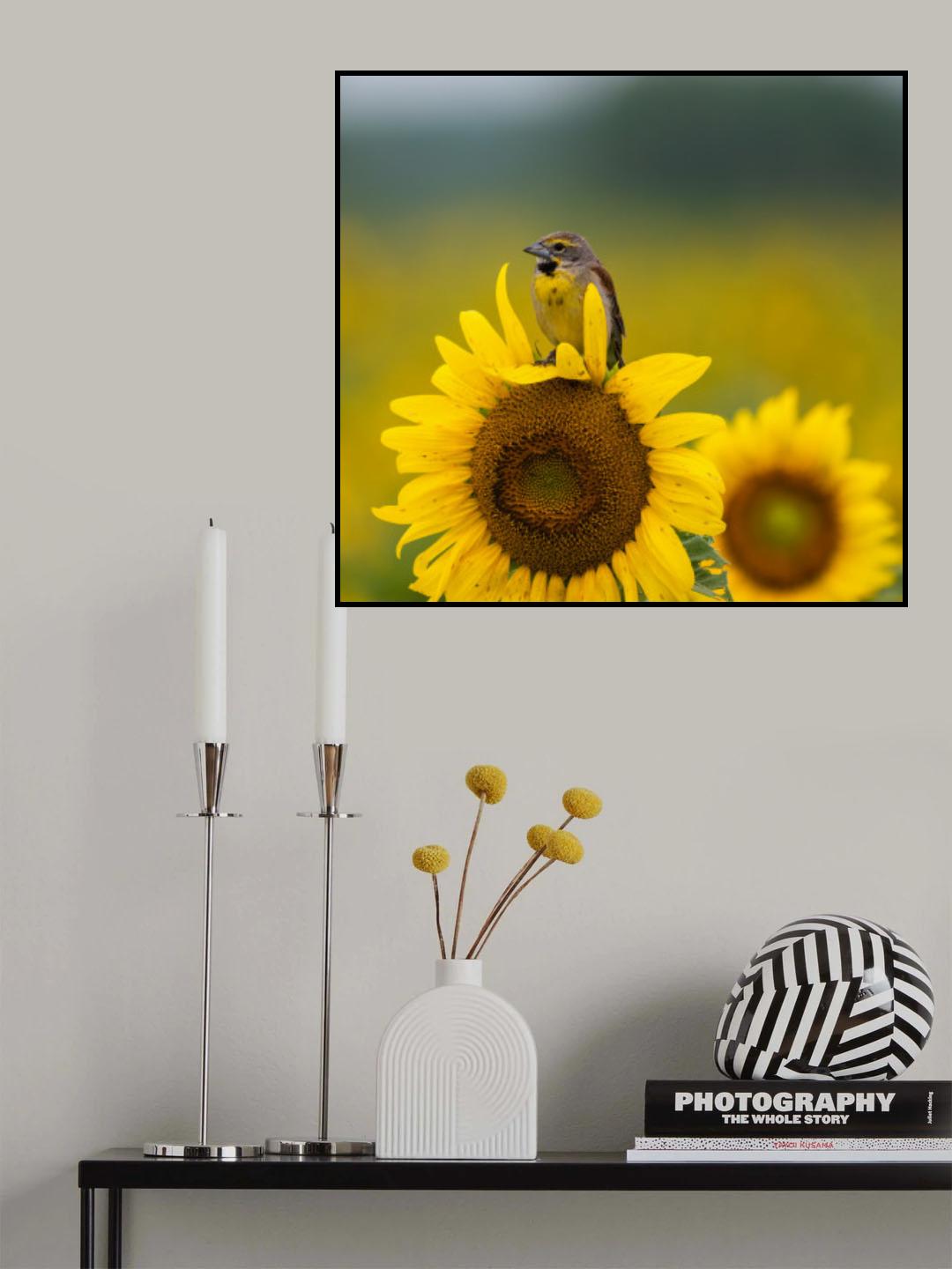Bird on a sunflower Poster och Canvastavla