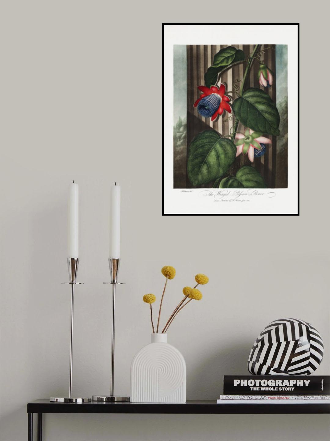 The Winged Passion-Flower from The Temple of Flora (1807) Poster och Canvastavla