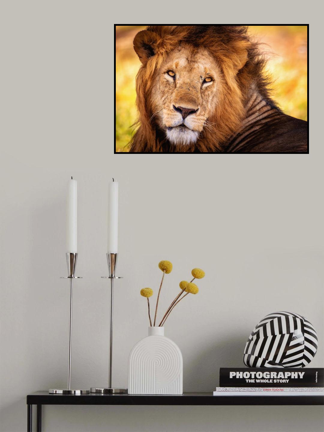 King Doa Poster och Canvastavla
