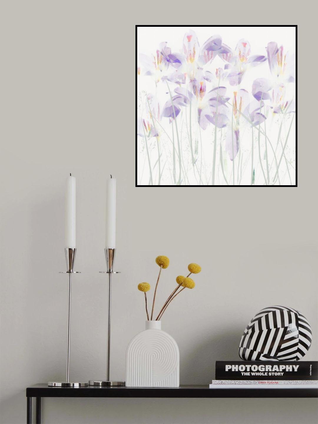 Crocuses in the grass Poster och Canvastavla