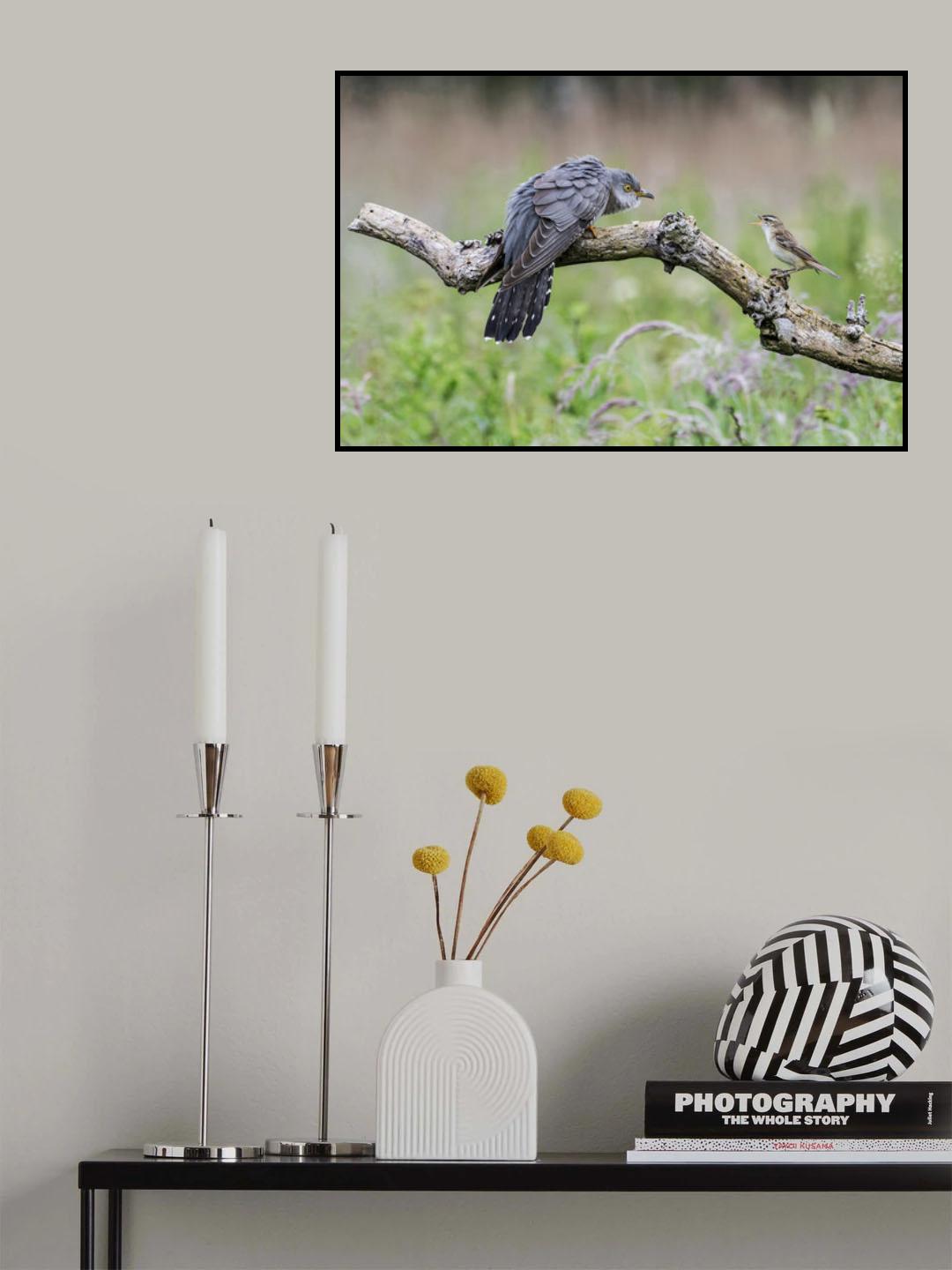 Cuckoo stare off Poster och Canvastavla