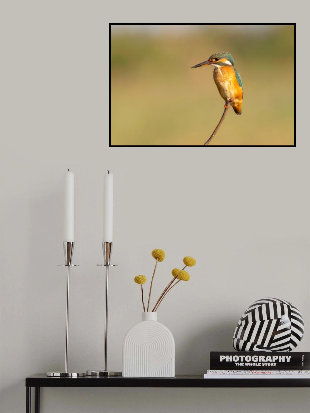 kingfisher Poster och Canvastavla