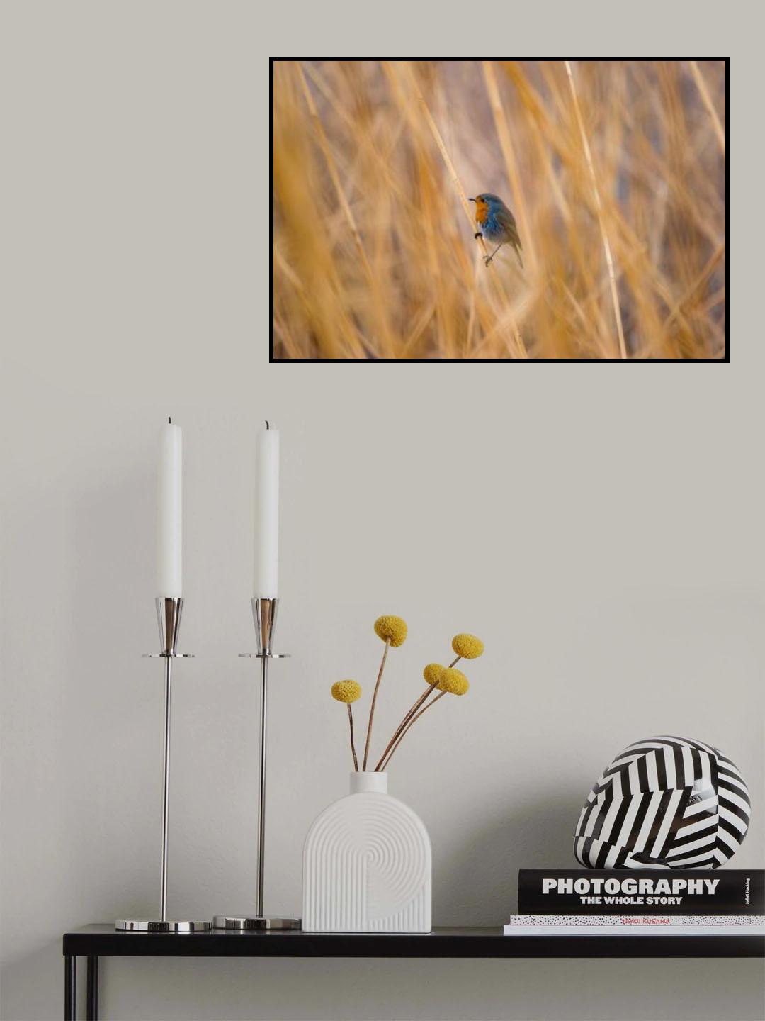 Robin Poster och Canvastavla