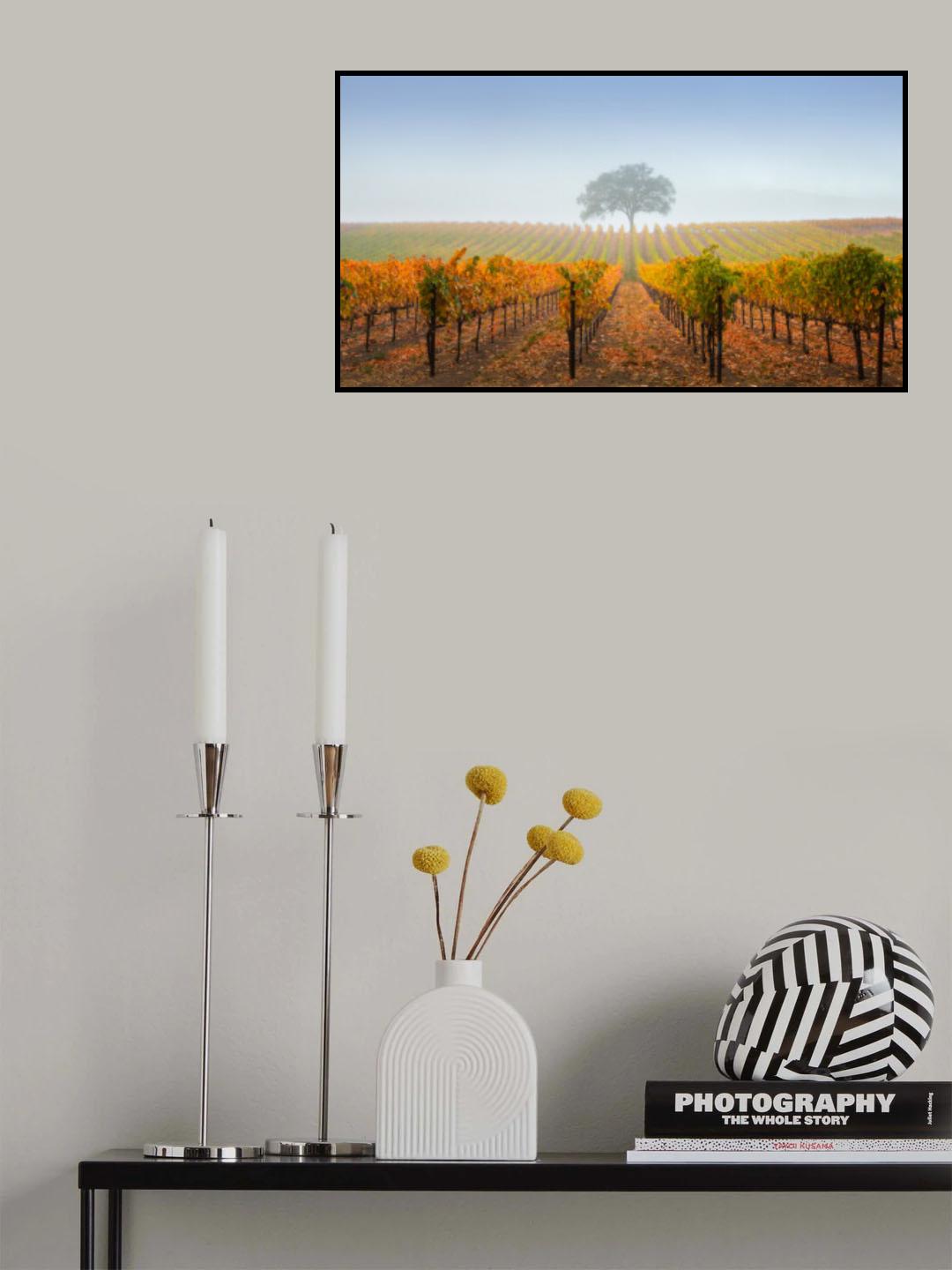 A tree in a vineyard Poster och Canvastavla