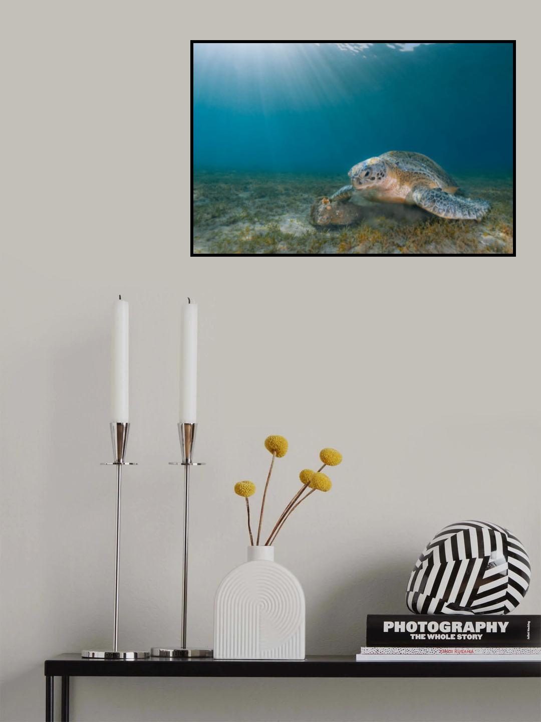 Green Turtle Poster och Canvastavla