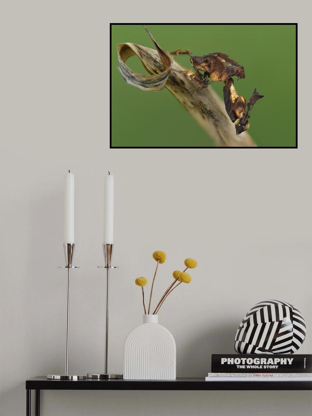 Ghost mantis Poster och Canvastavla