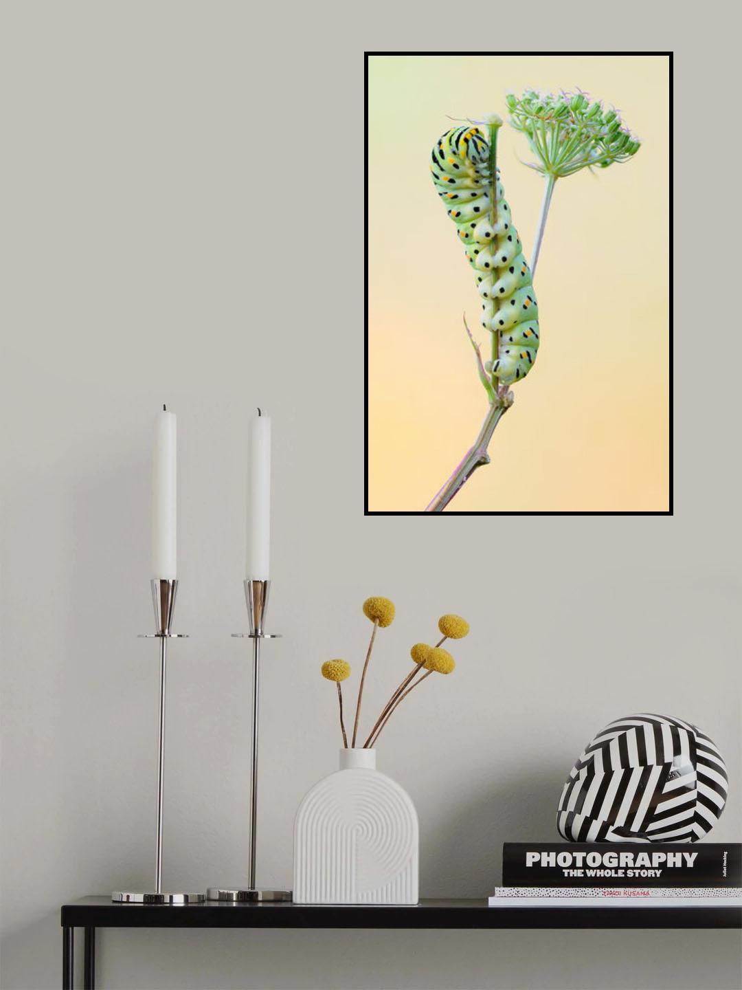 Macaone Poster och Canvastavla