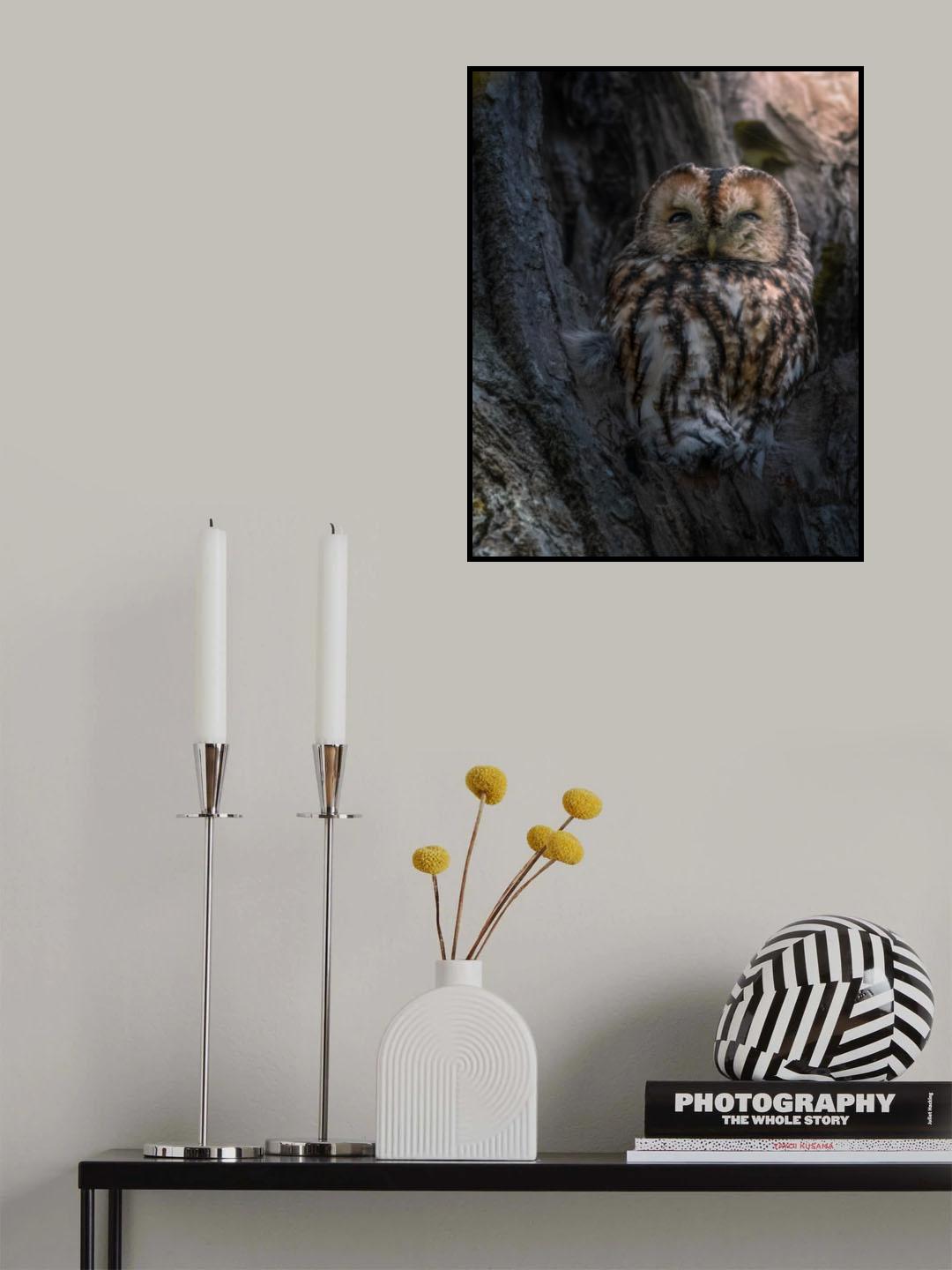 Tawny Owl Poster och Canvastavla